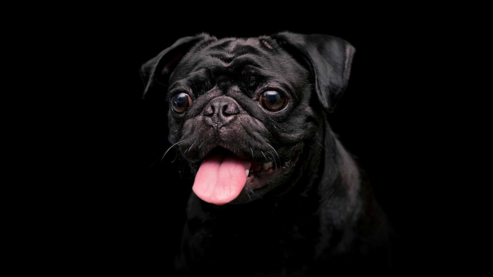 Black Pug