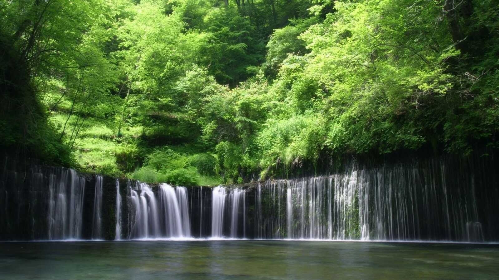 Sycamore Tree 4K Wallpapers Collection