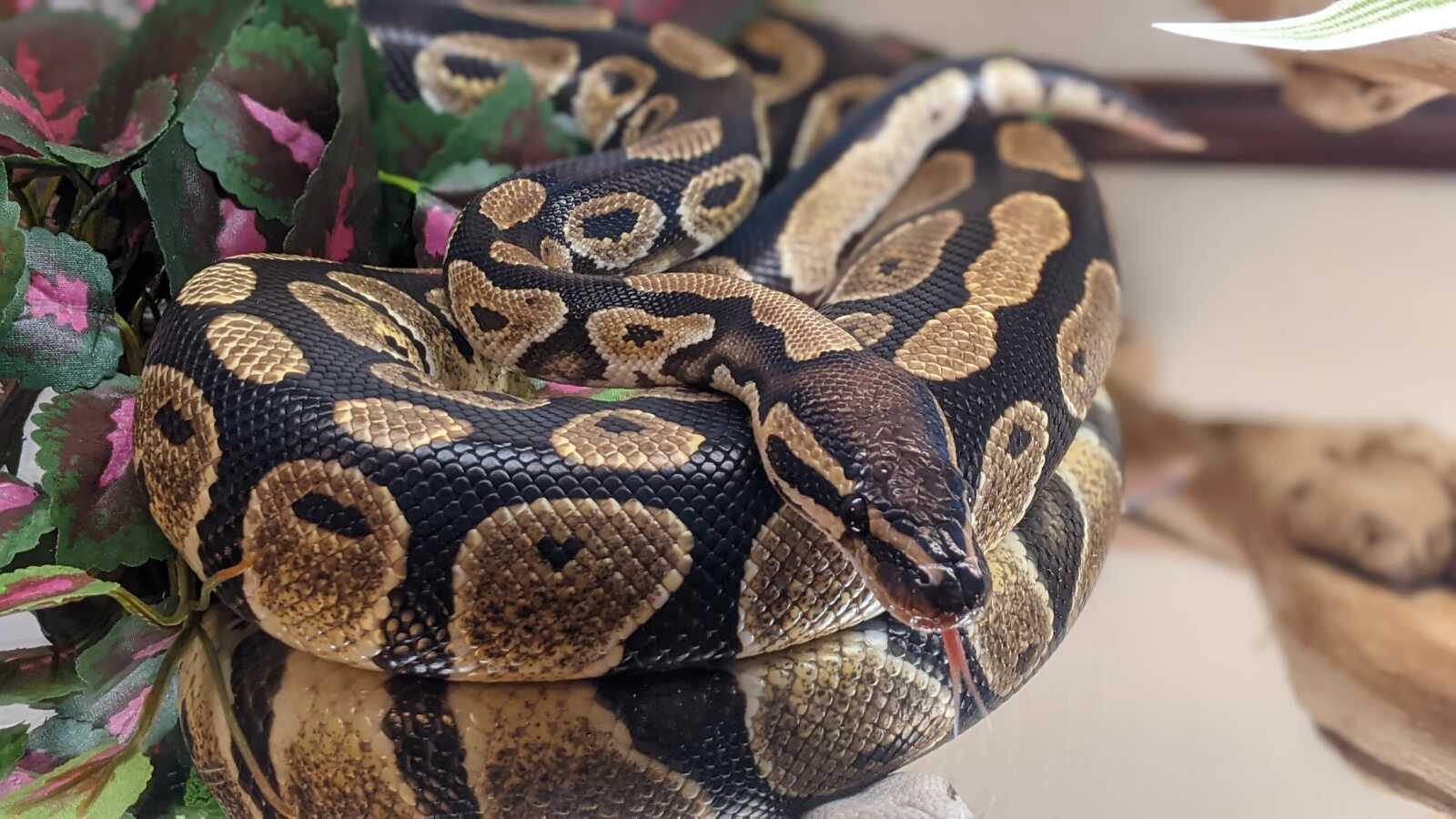 Python (Snake) Wallpapers (34 images) - WallpaperCat
