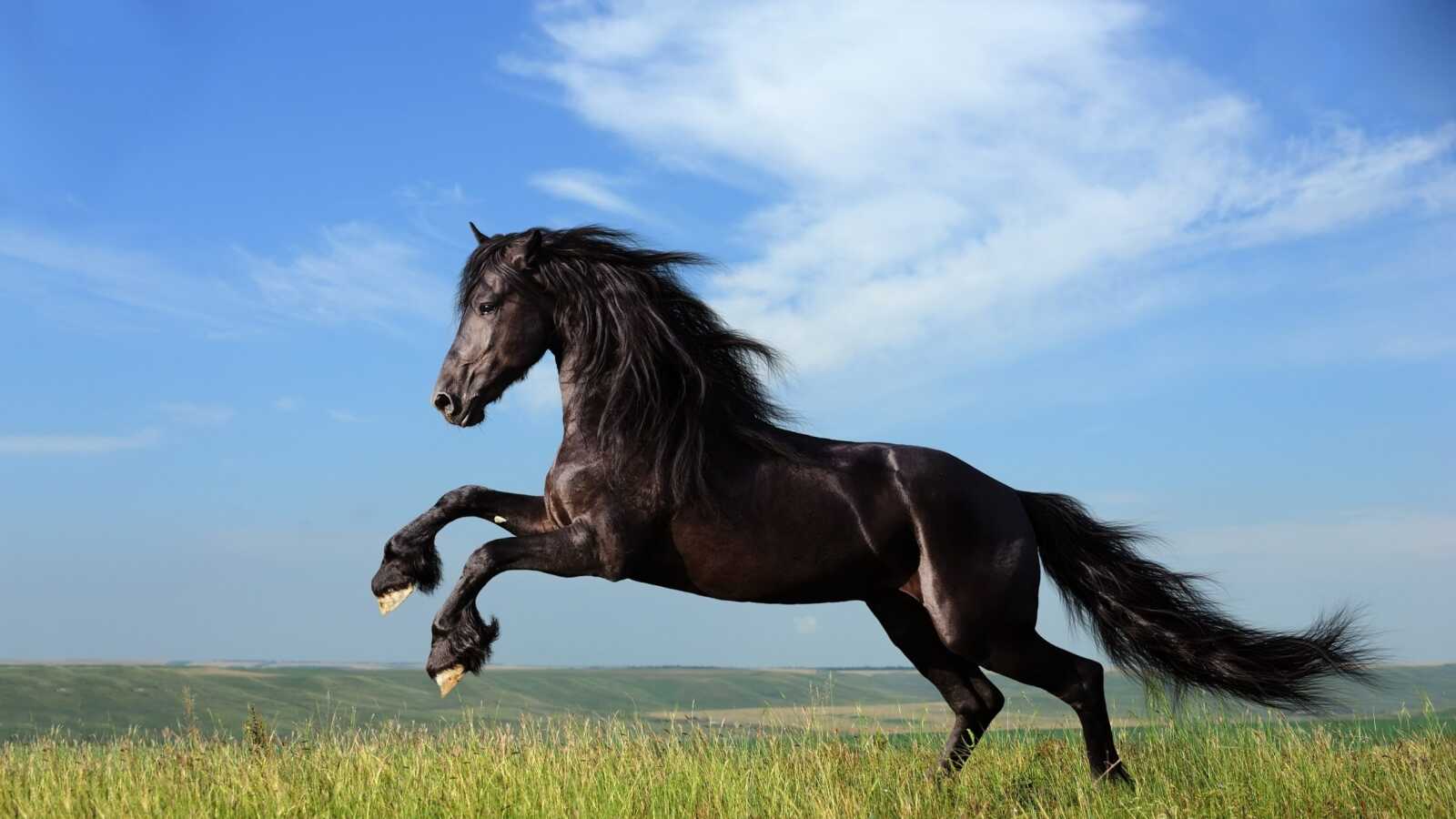 Black Friesian Horse