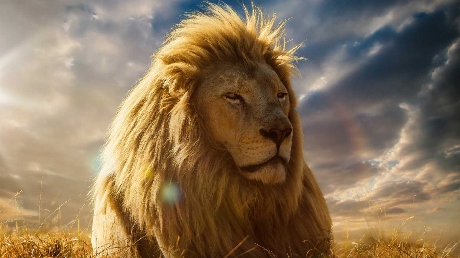 Male Lion Full Mane