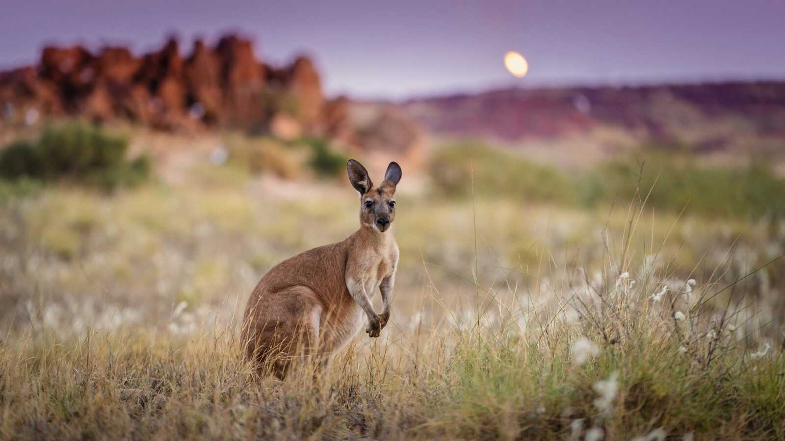 Kangaroo Wallpapers 37 Images Wallpapercat