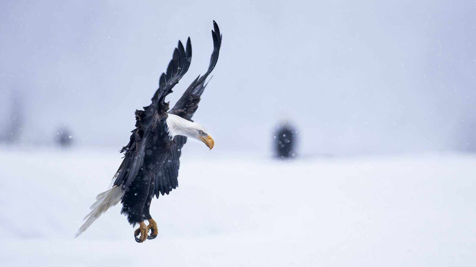 Bald Eagle Landing