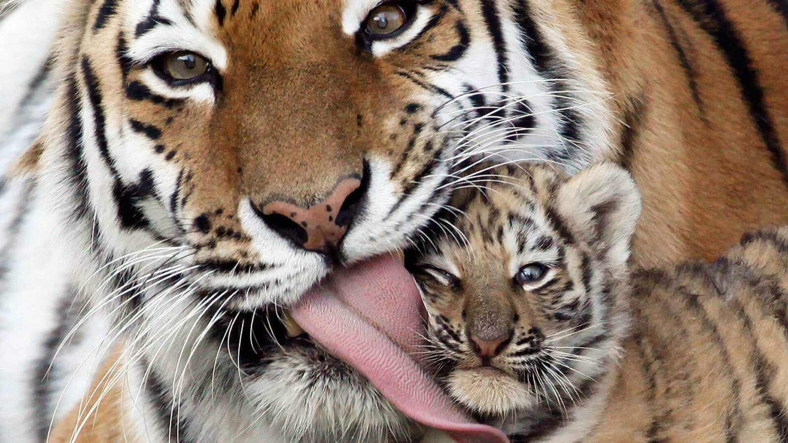 Siberian Tiger And Cub
