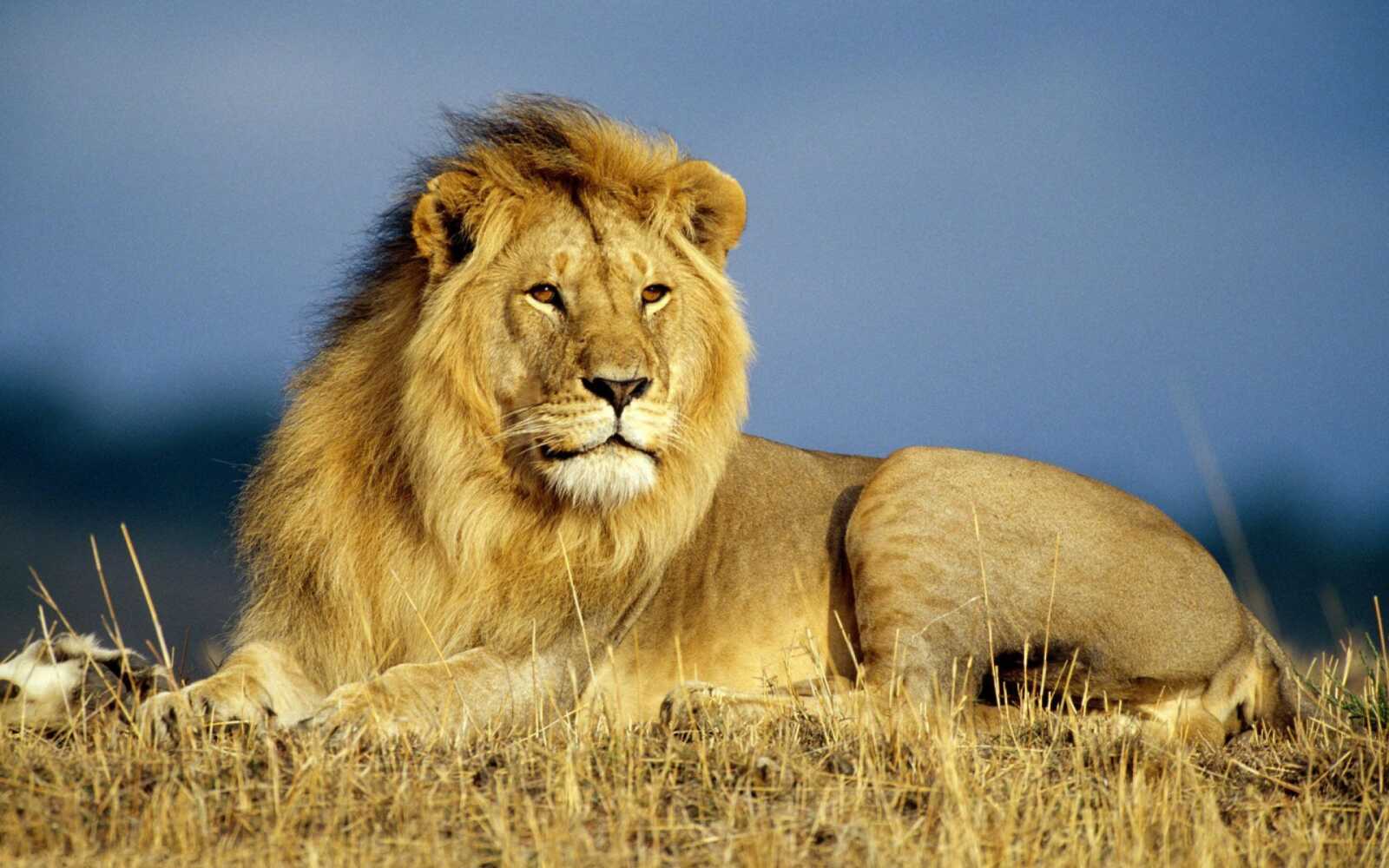 Male Lion Reclining