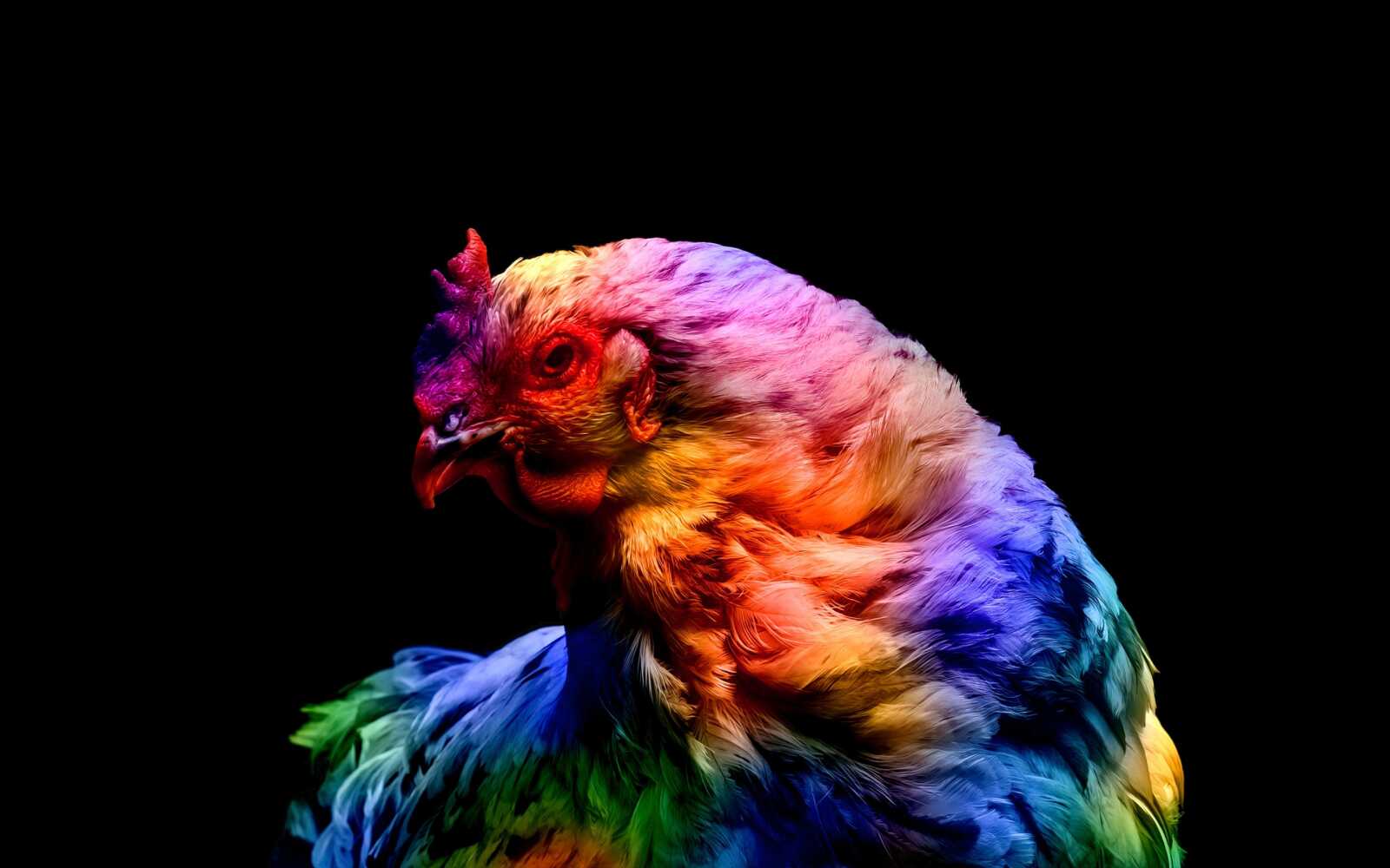 Chicken Wallpapers (39 images) - WallpaperCat