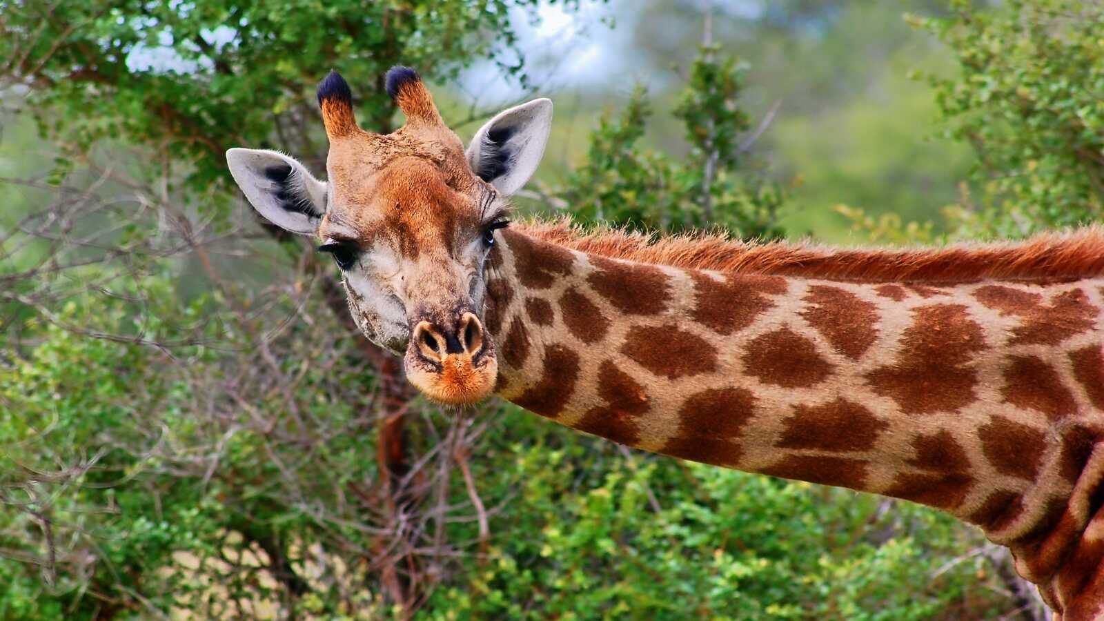 Giraffe Computer Screen Giraffe Wallpapers (44 images) - WallpaperCat