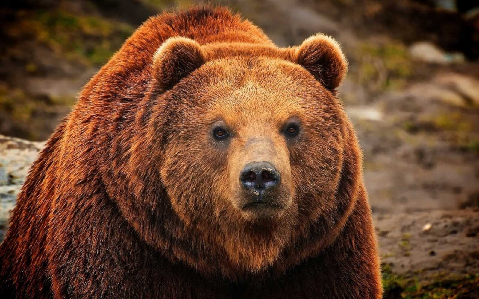 Grizzly Bear Close-Up