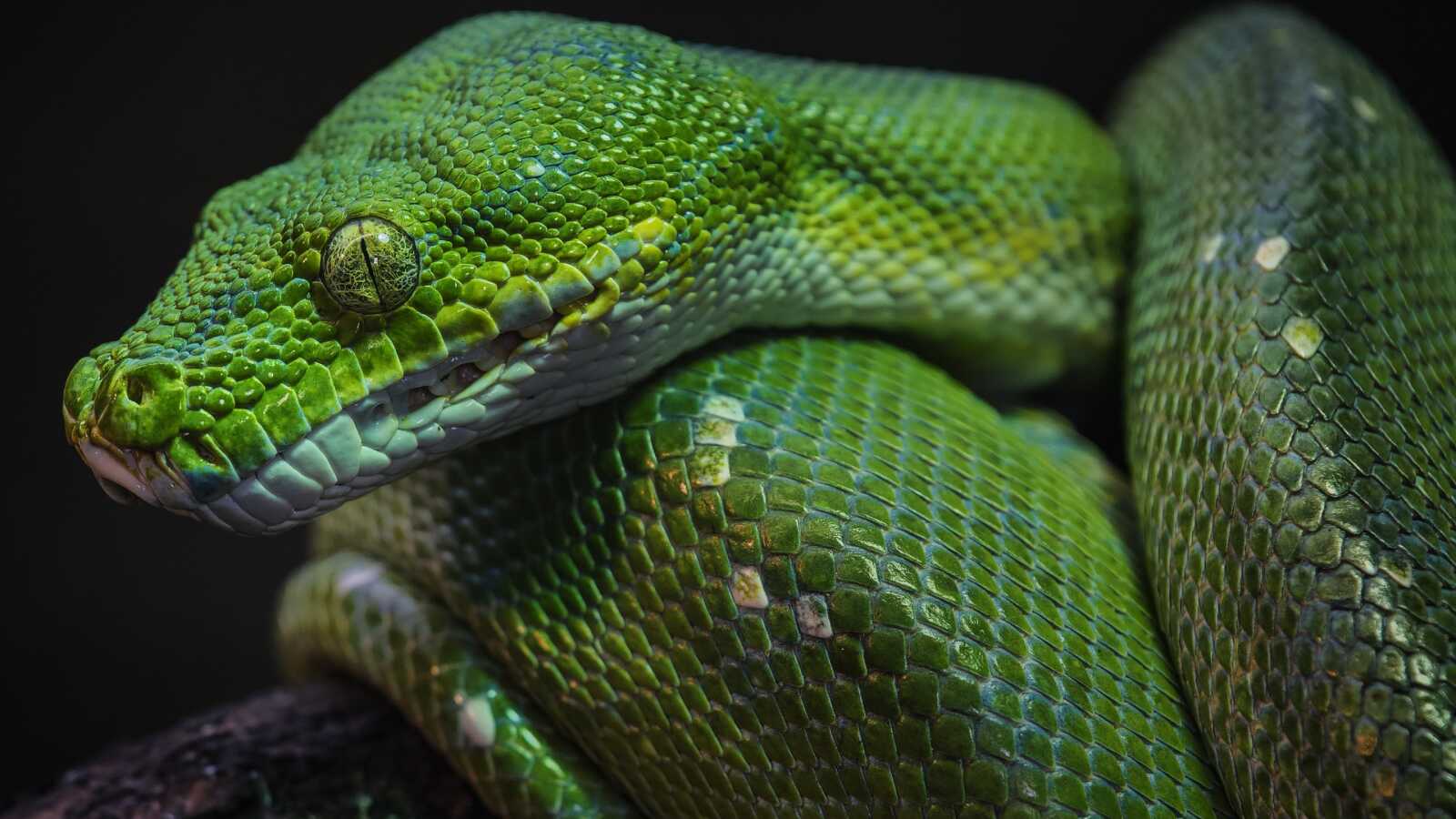 Python (Snake) Wallpapers (34 images) - WallpaperCat