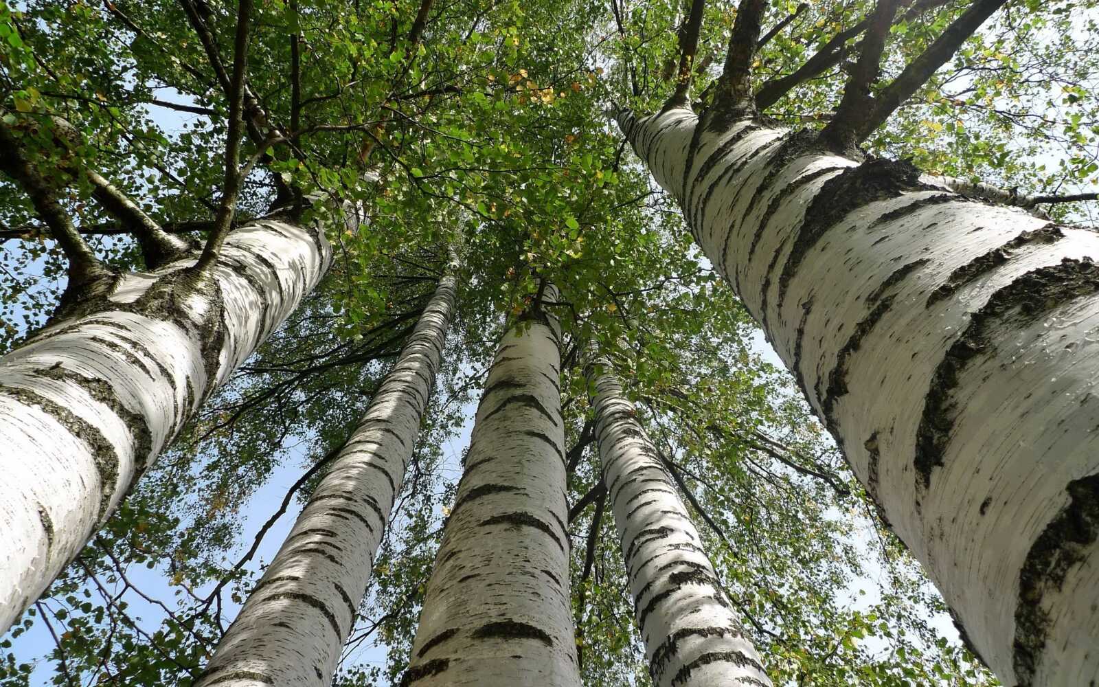 Birch Tree Wallpapers (94 images) - WallpaperCat