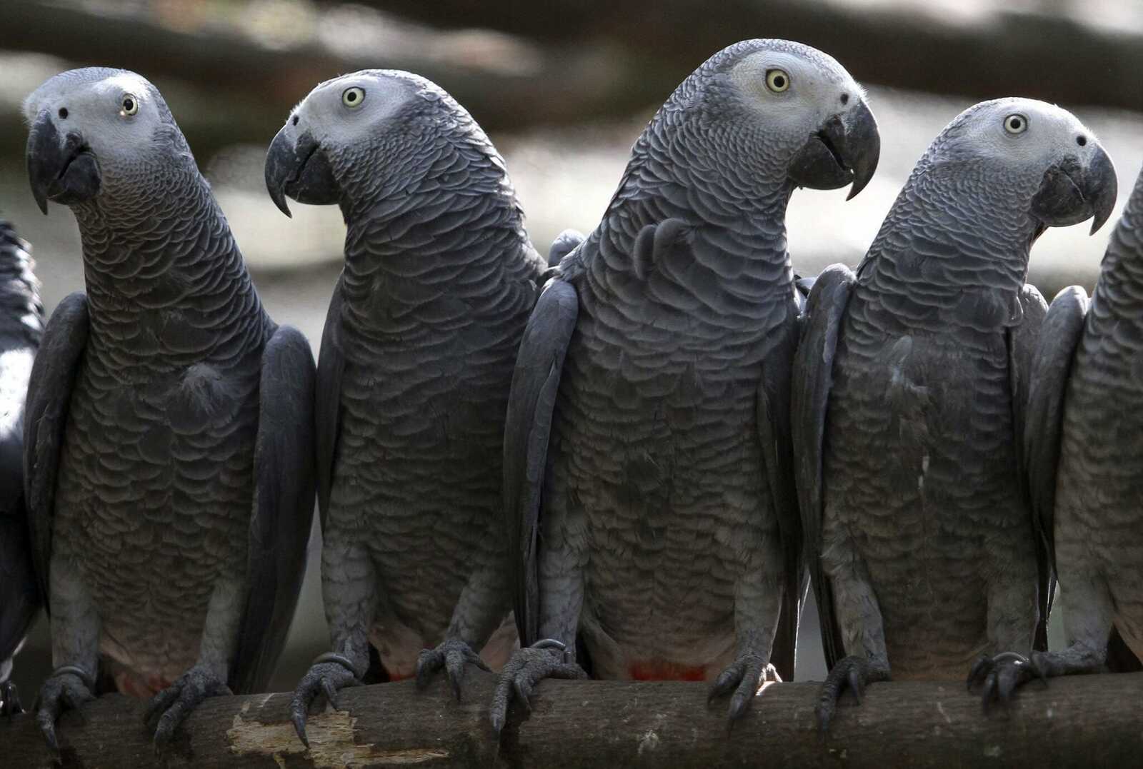 Parrot Wallpapers (40 images) - WallpaperCat