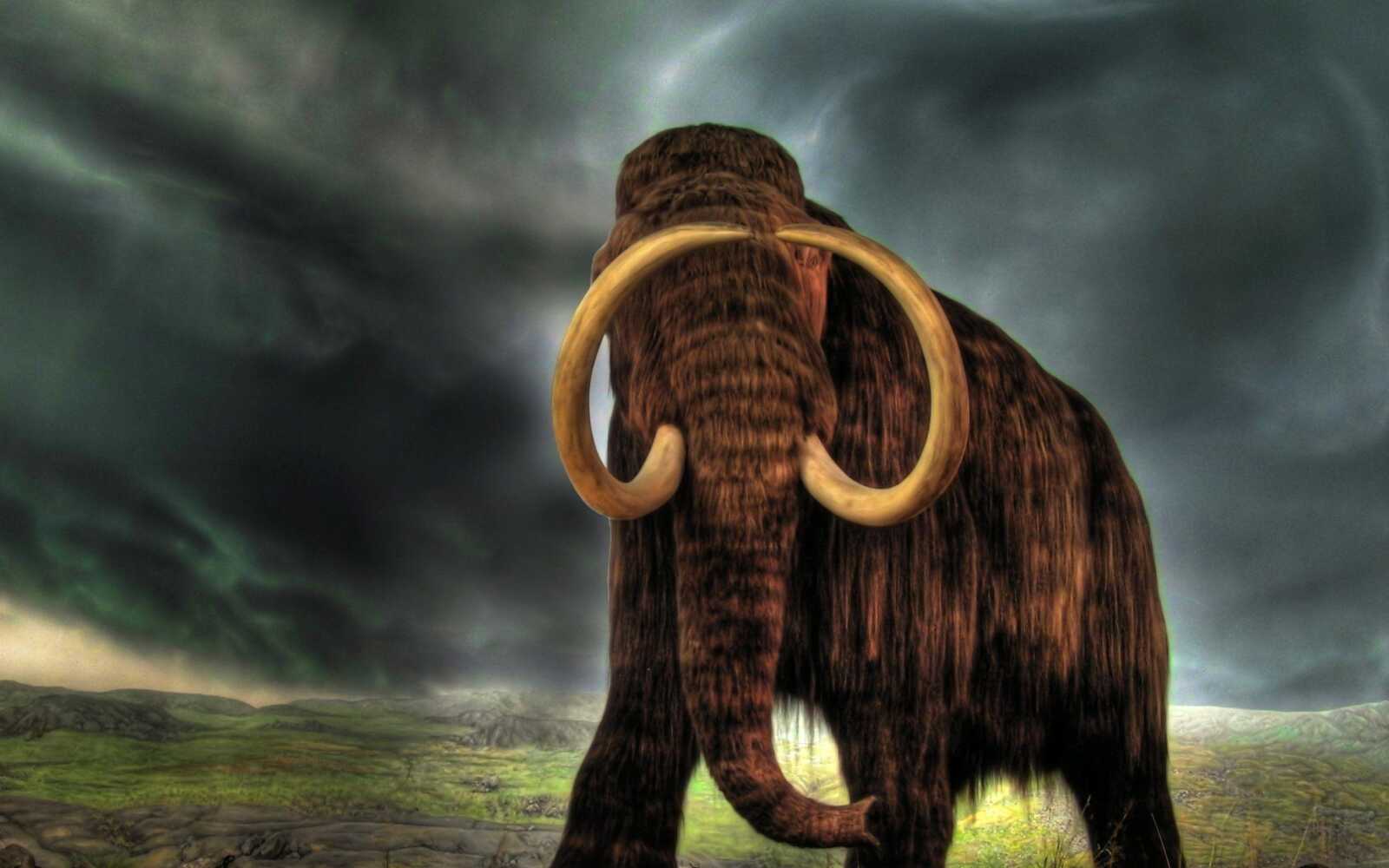 Mammoth Wallpapers (32 images) - WallpaperCat