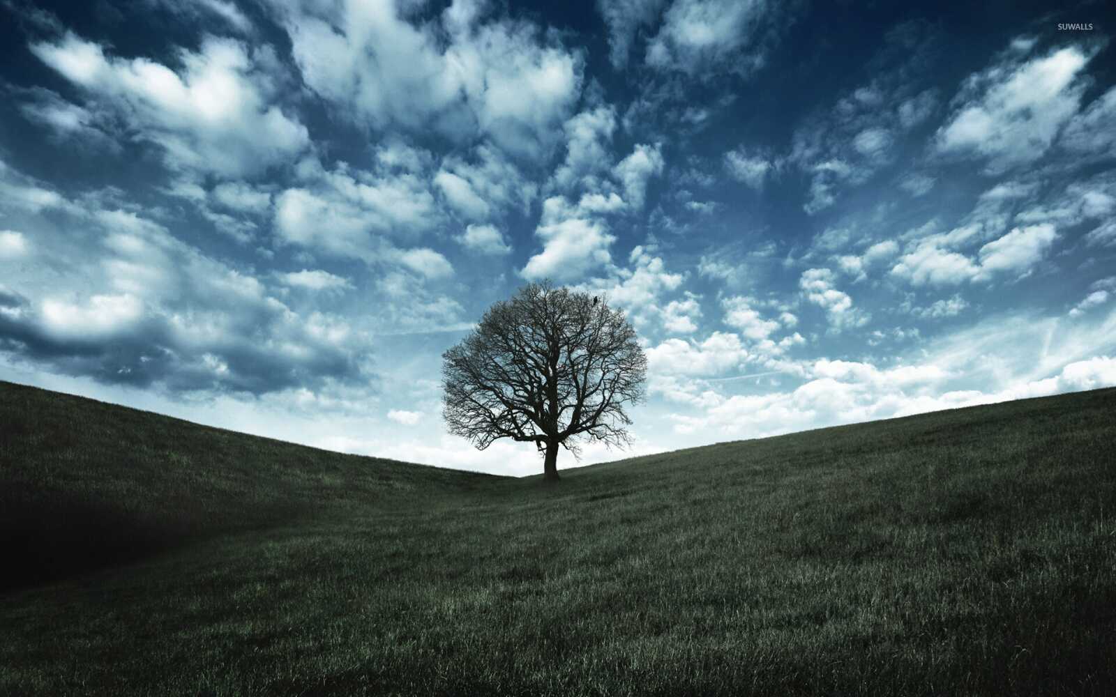 Tree Wallpapers (113 images) - WallpaperCat