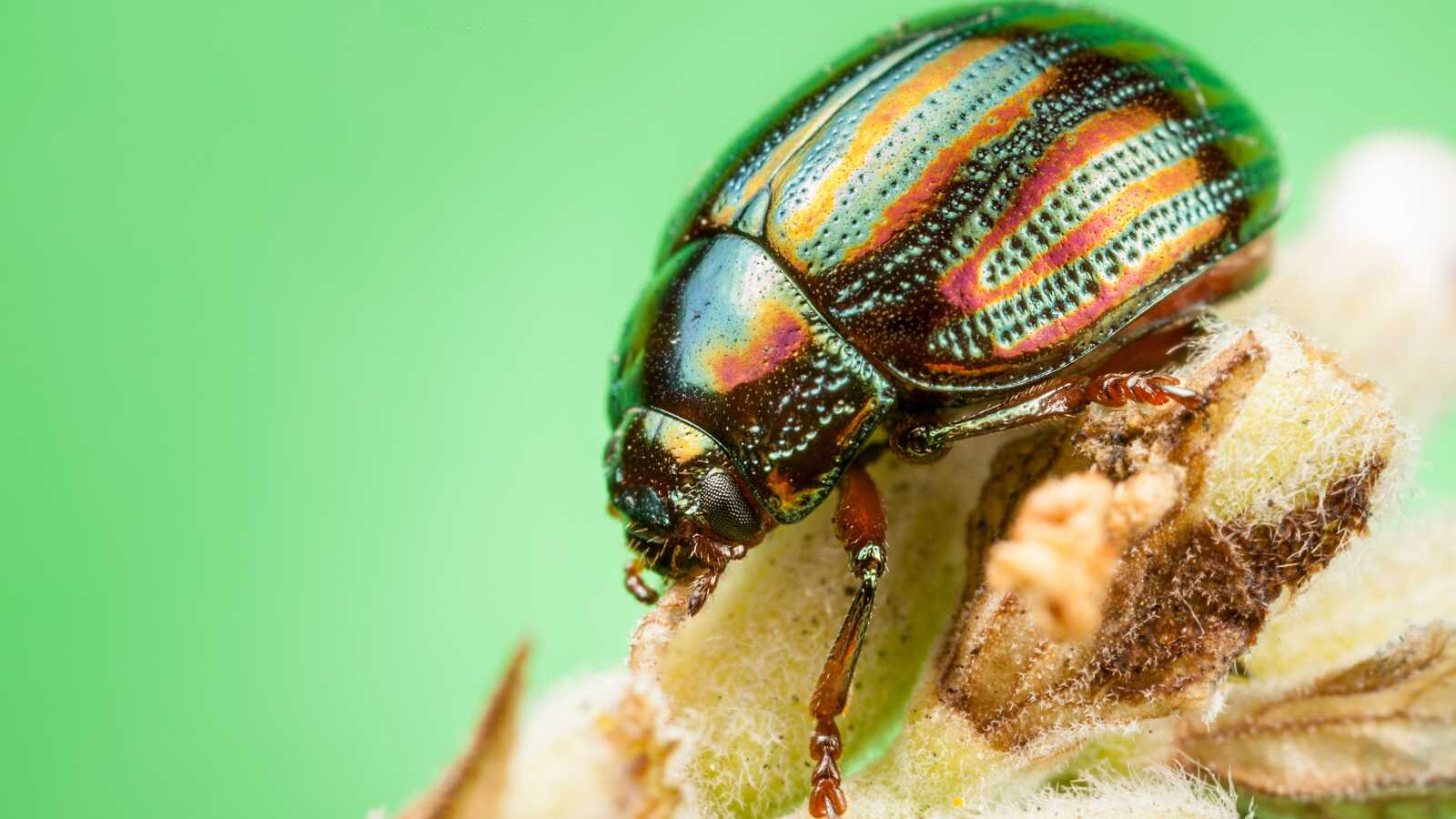 Beetle Wallpapers (38 images) - WallpaperCat