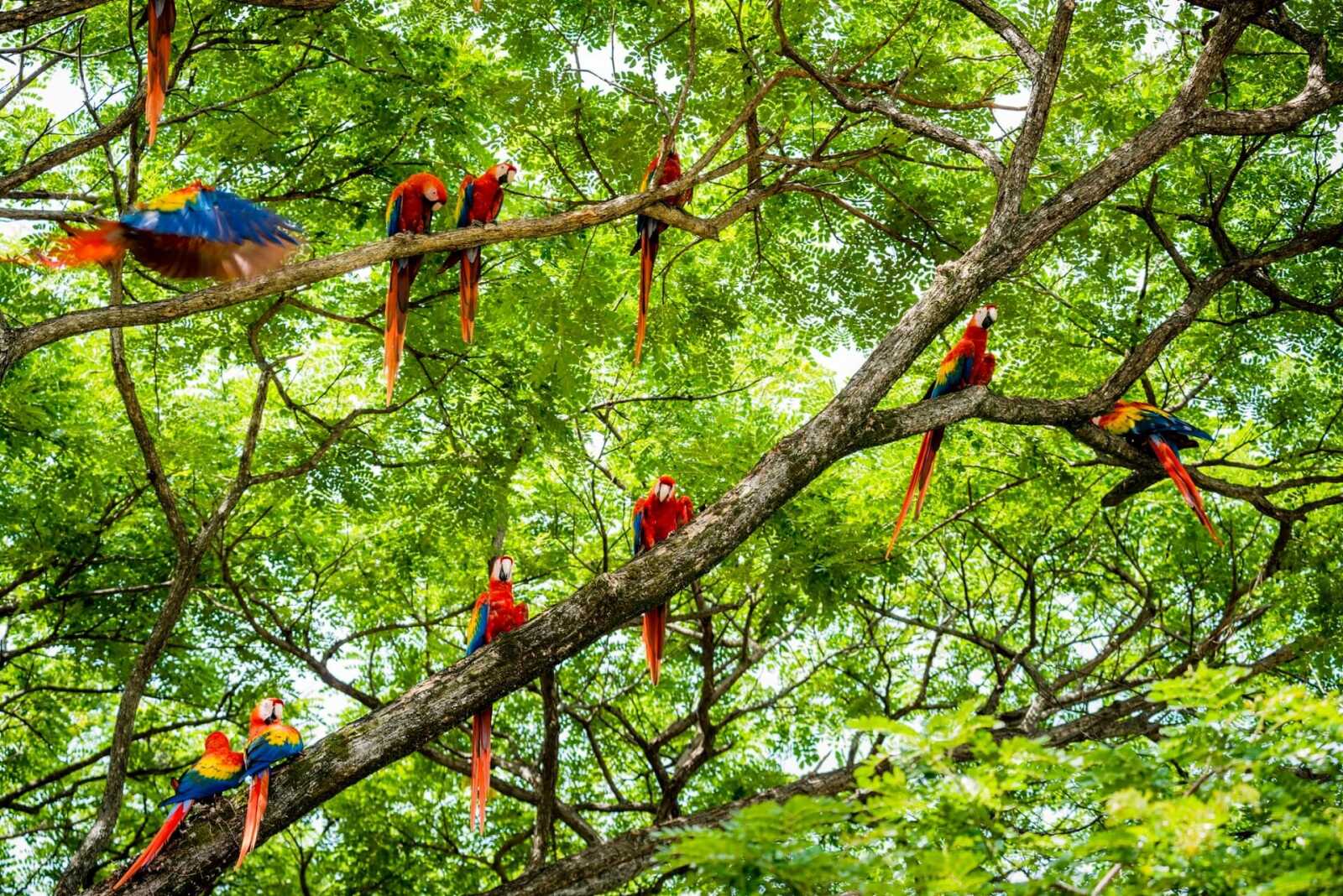 Costa Rica Wallpapers (73 images) - WallpaperCat