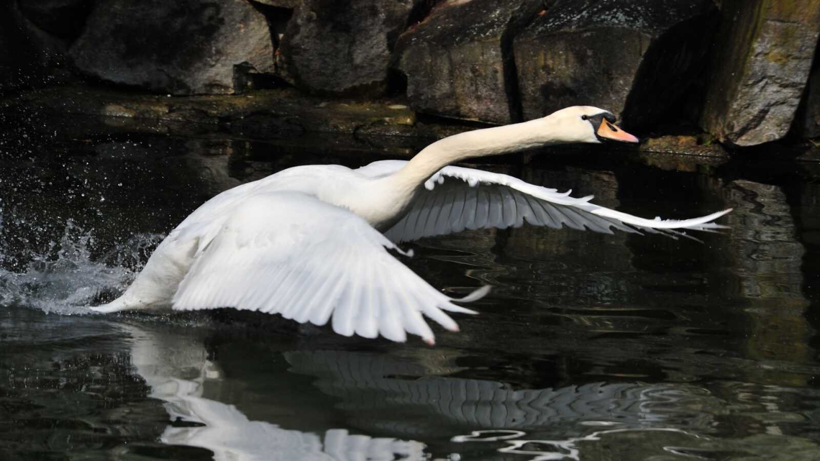 Swan Wallpapers (52 images) - WallpaperCat