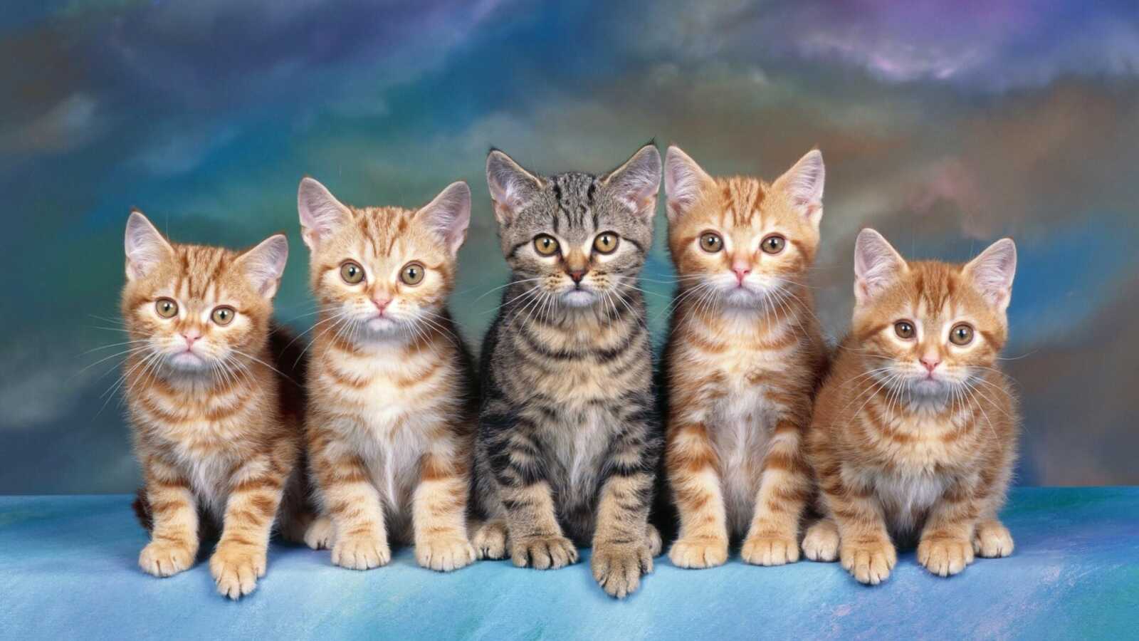 Row Of Five Kittens