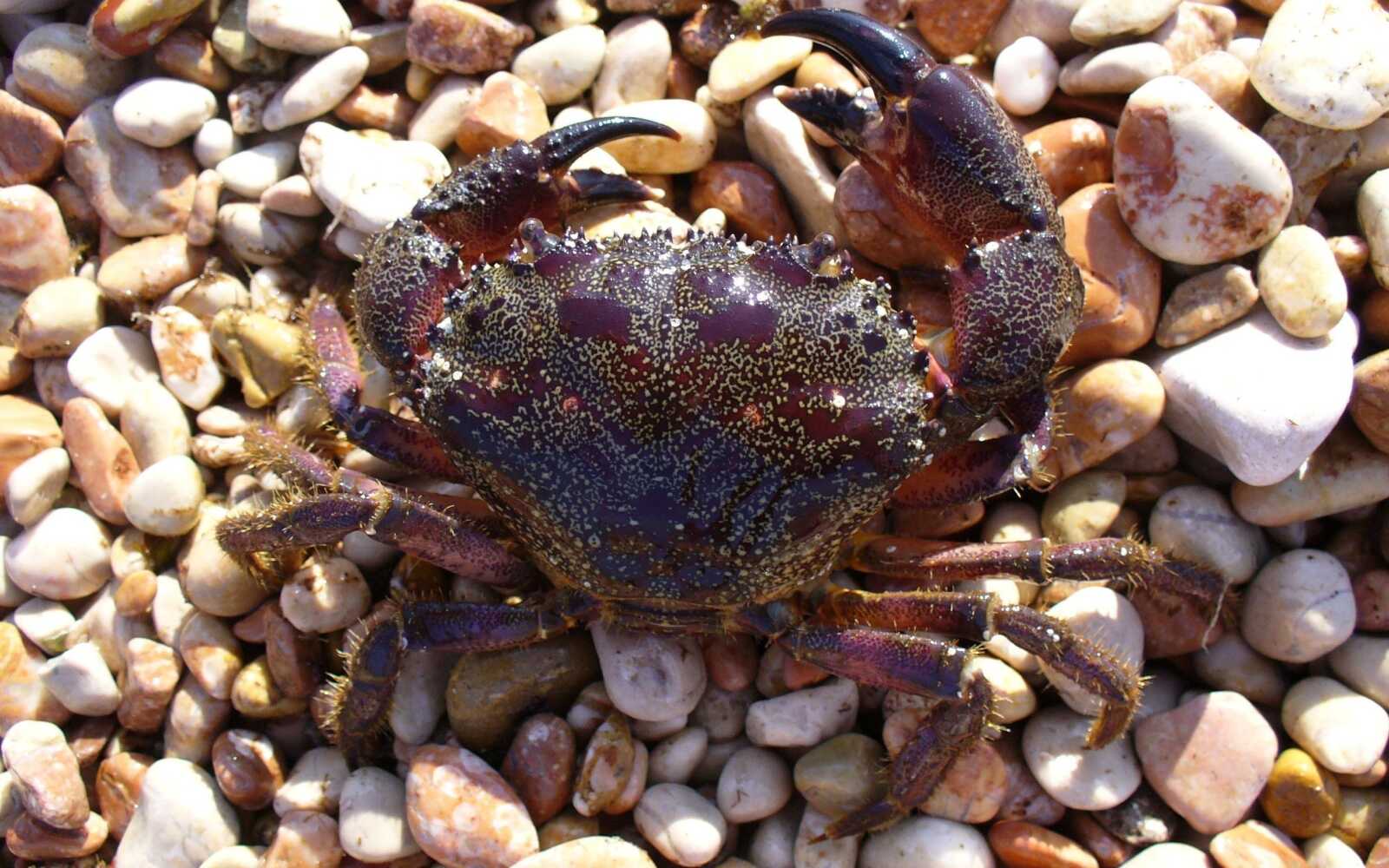 Crab Wallpapers (49 images) - WallpaperCat