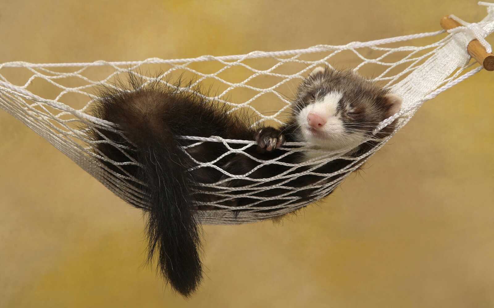 Ferret Wallpapers (34 images) - WallpaperCat