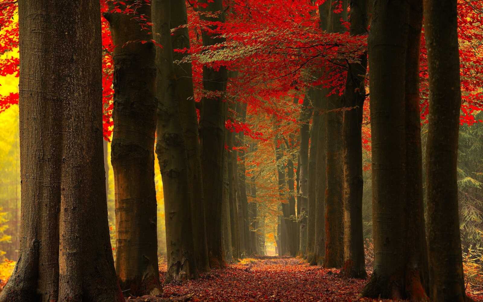 Maple Tree Wallpapers (97 images) - WallpaperCat