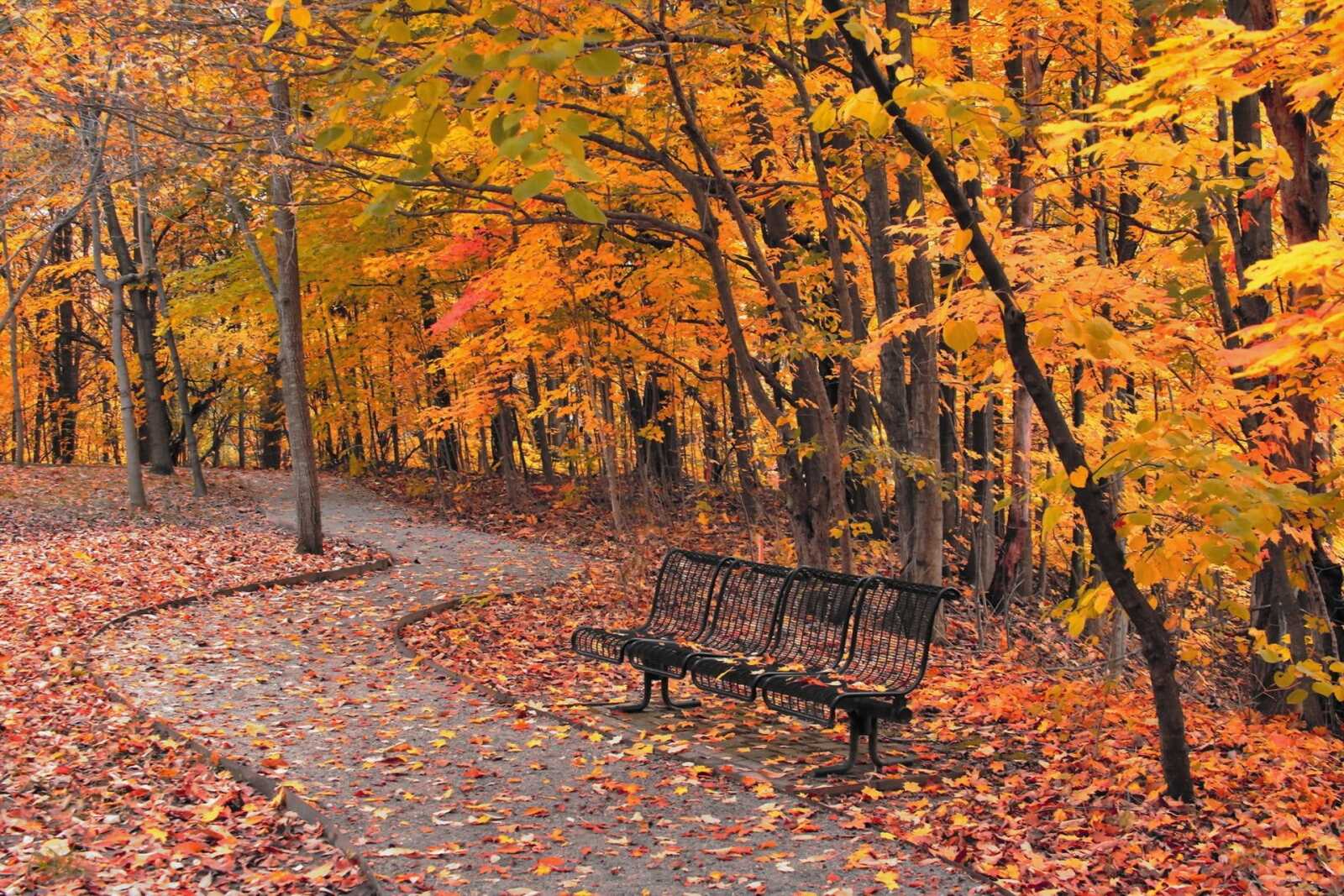 Maple Tree Simple Desktop Maple Tree Wallpapers (97 images) - WallpaperCat