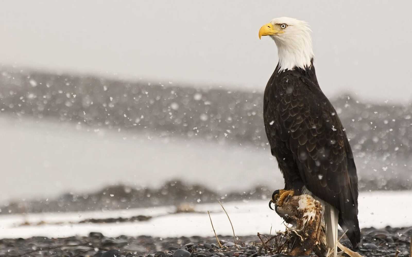Bald Eagle Perched