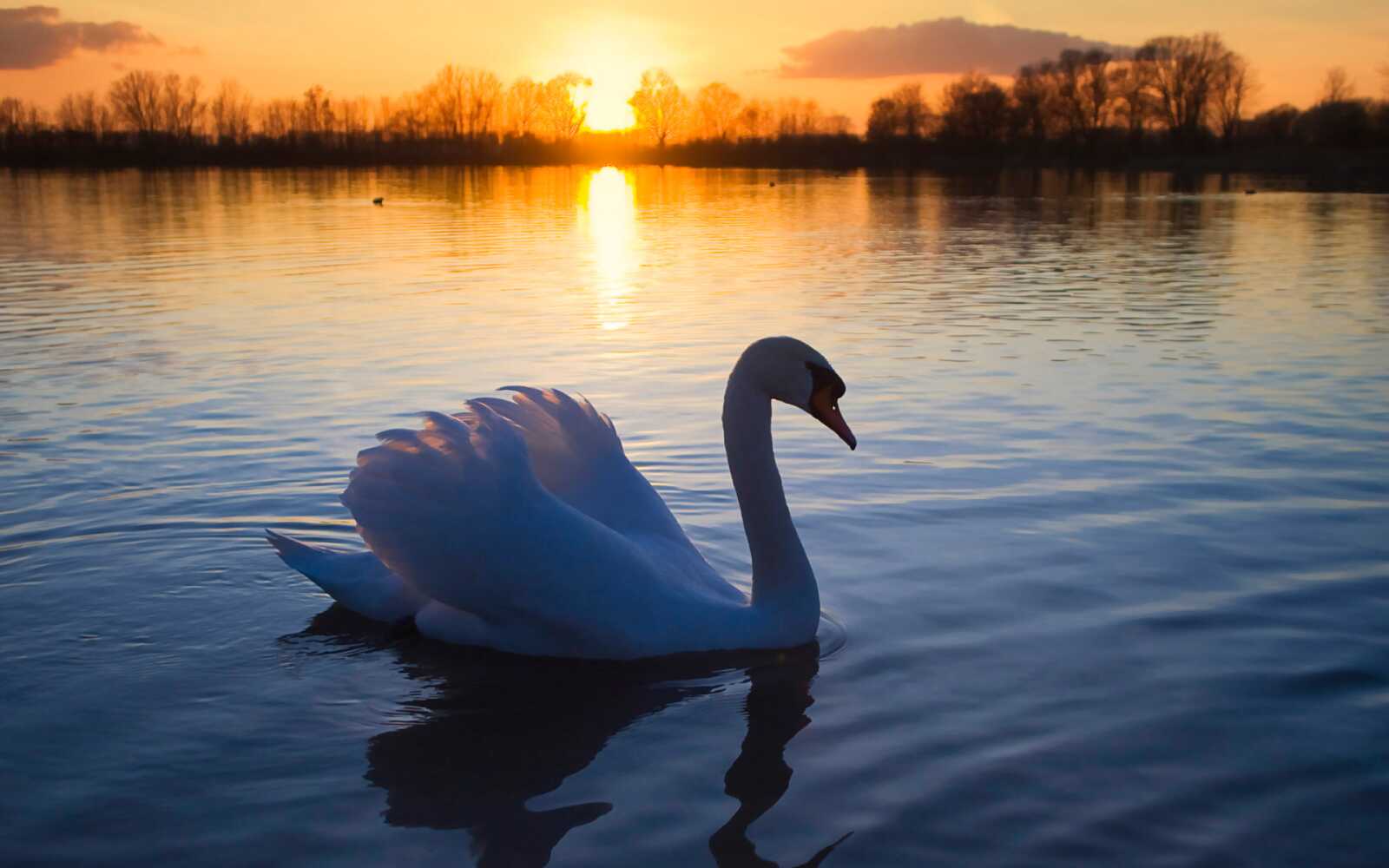 Swan Wallpapers (52 images) - WallpaperCat