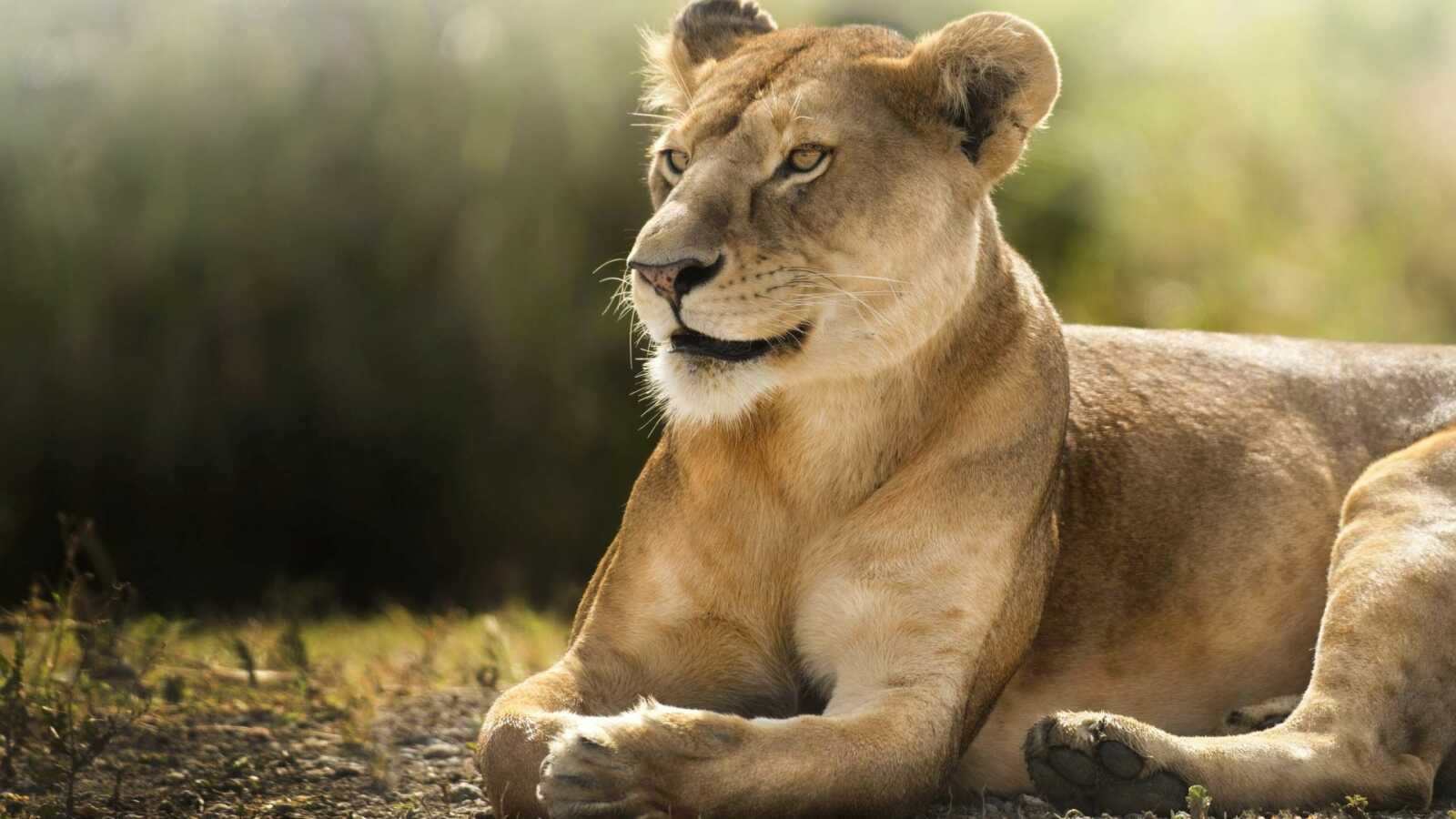 African Lion