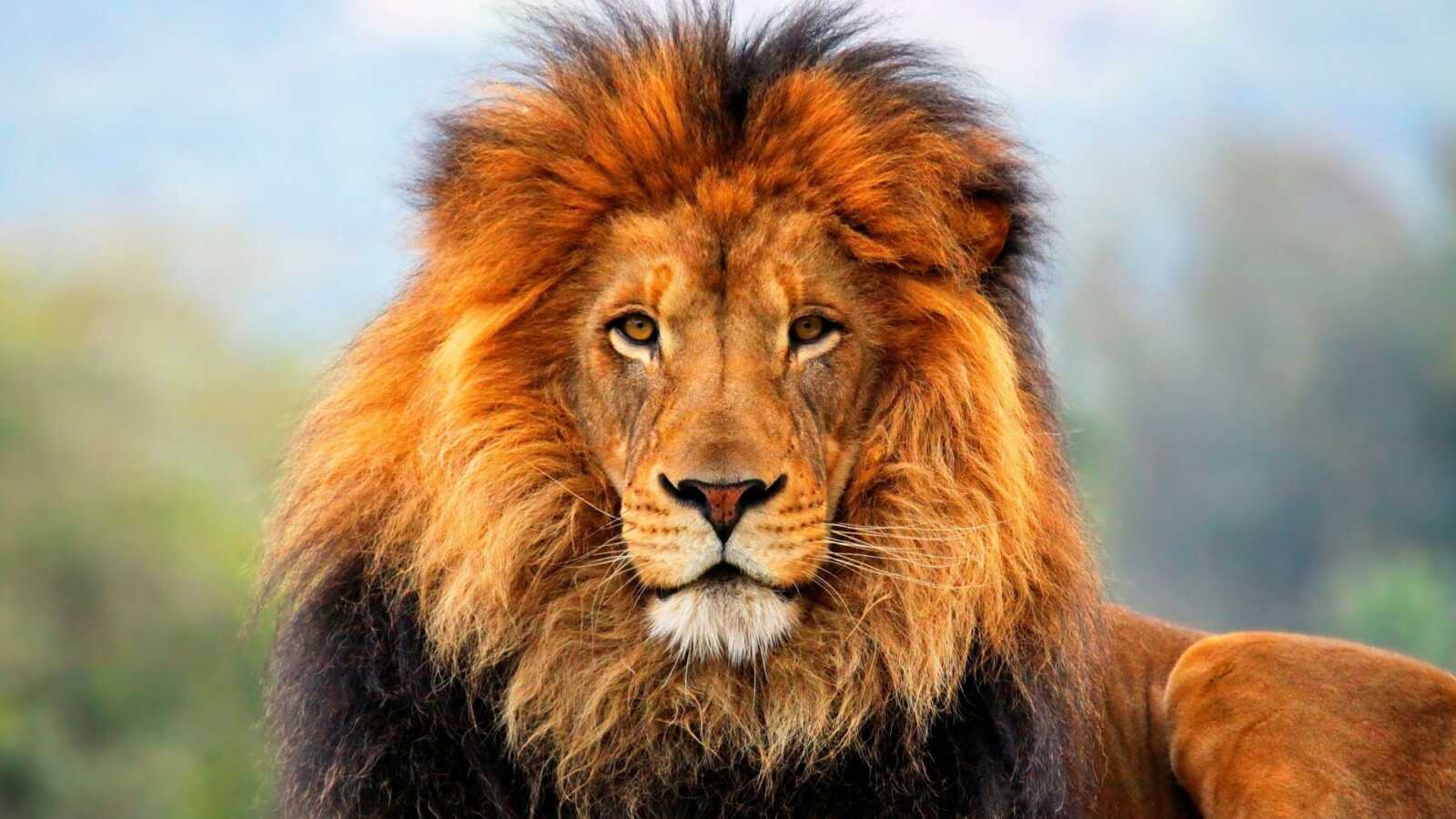 Male Lion Portrait