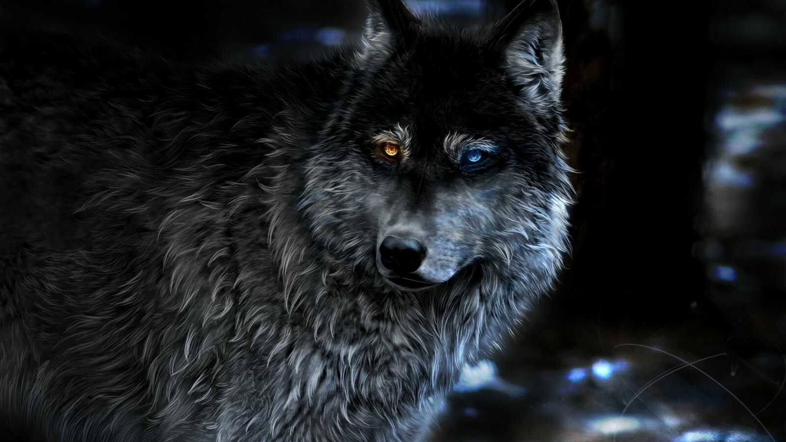 Heterochromia Black Wolf