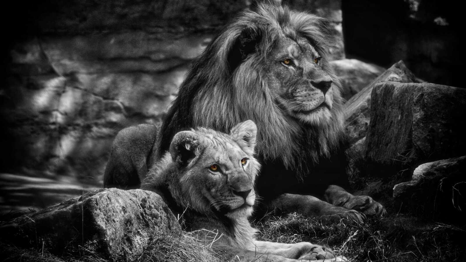 Adult Male Lion