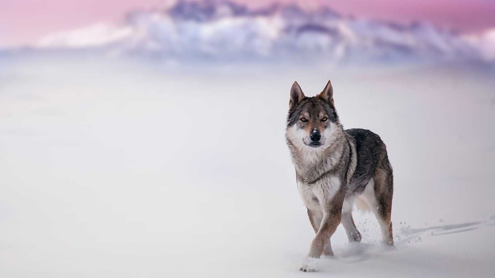 Gray Wolf Walking