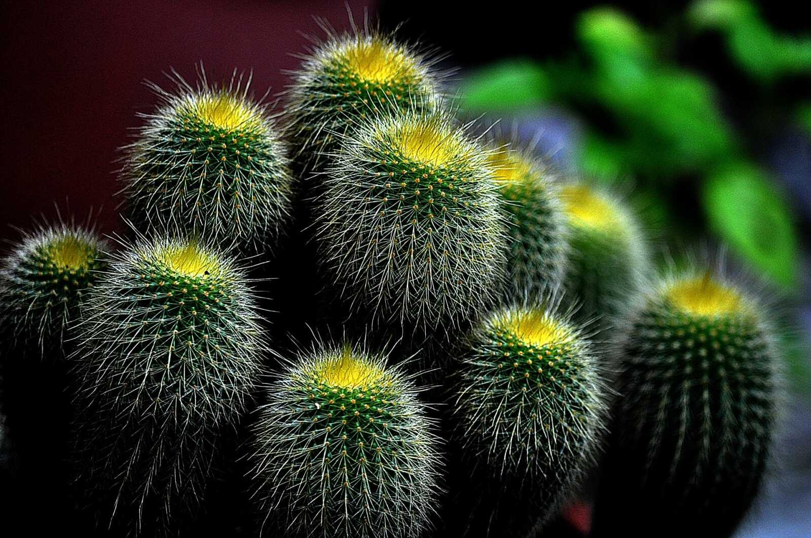 Cactus Wallpapers (39 images) - WallpaperCat