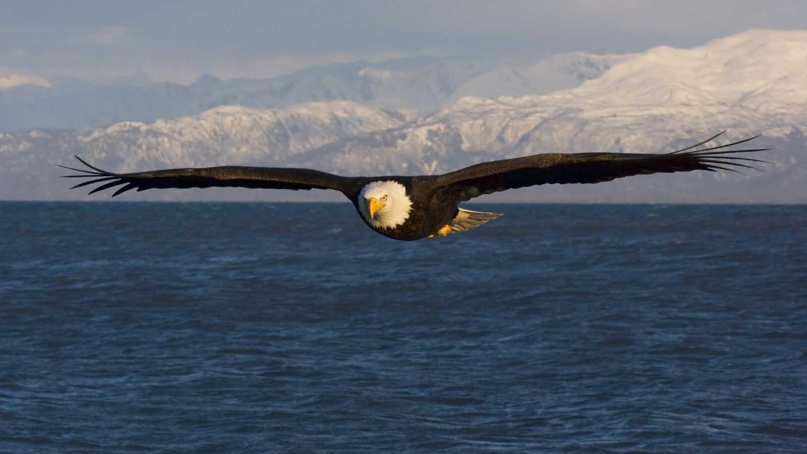 Bald Eagle In Flight