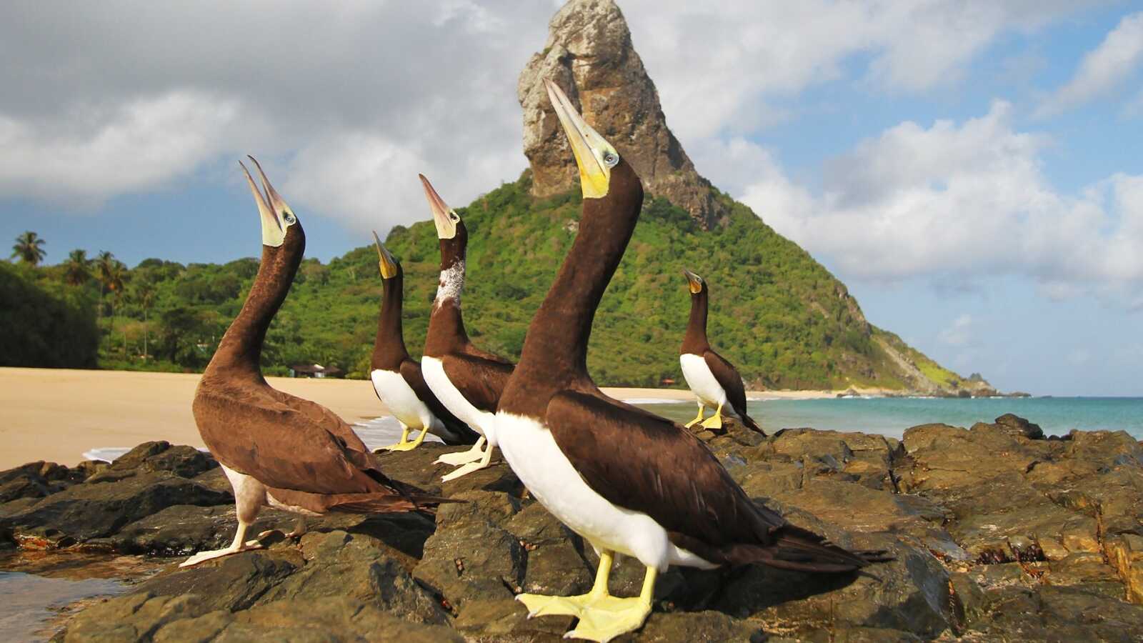 Booby (Bird) Wallpapers (34 images) - WallpaperCat