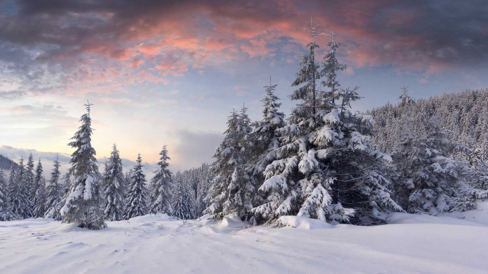 Snow-Сovered Forest