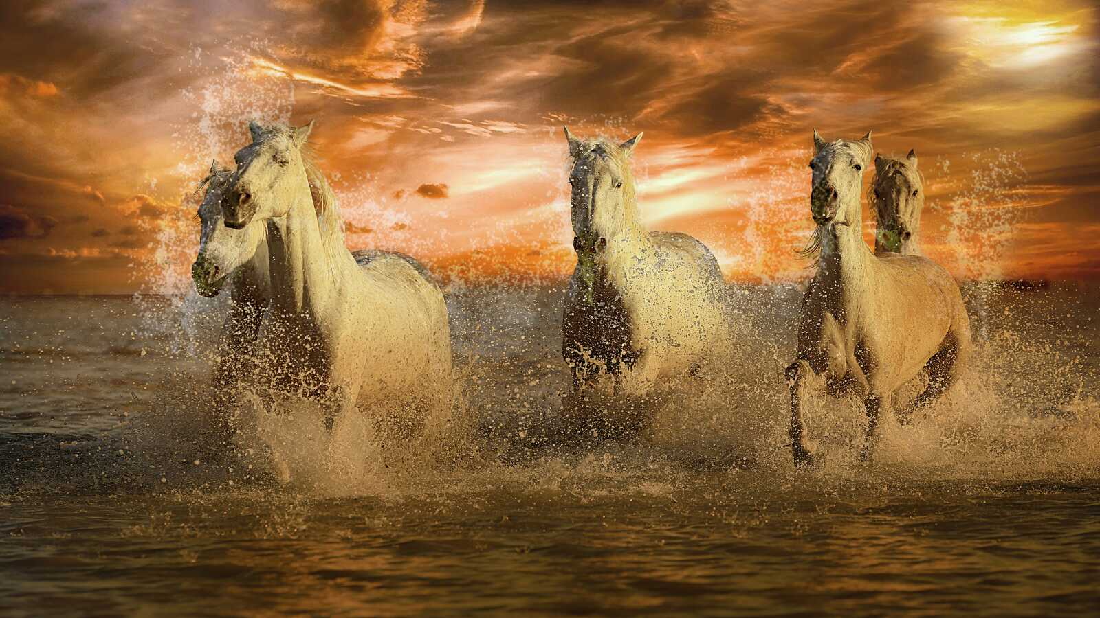 Horses 4K Wallpapers Collection