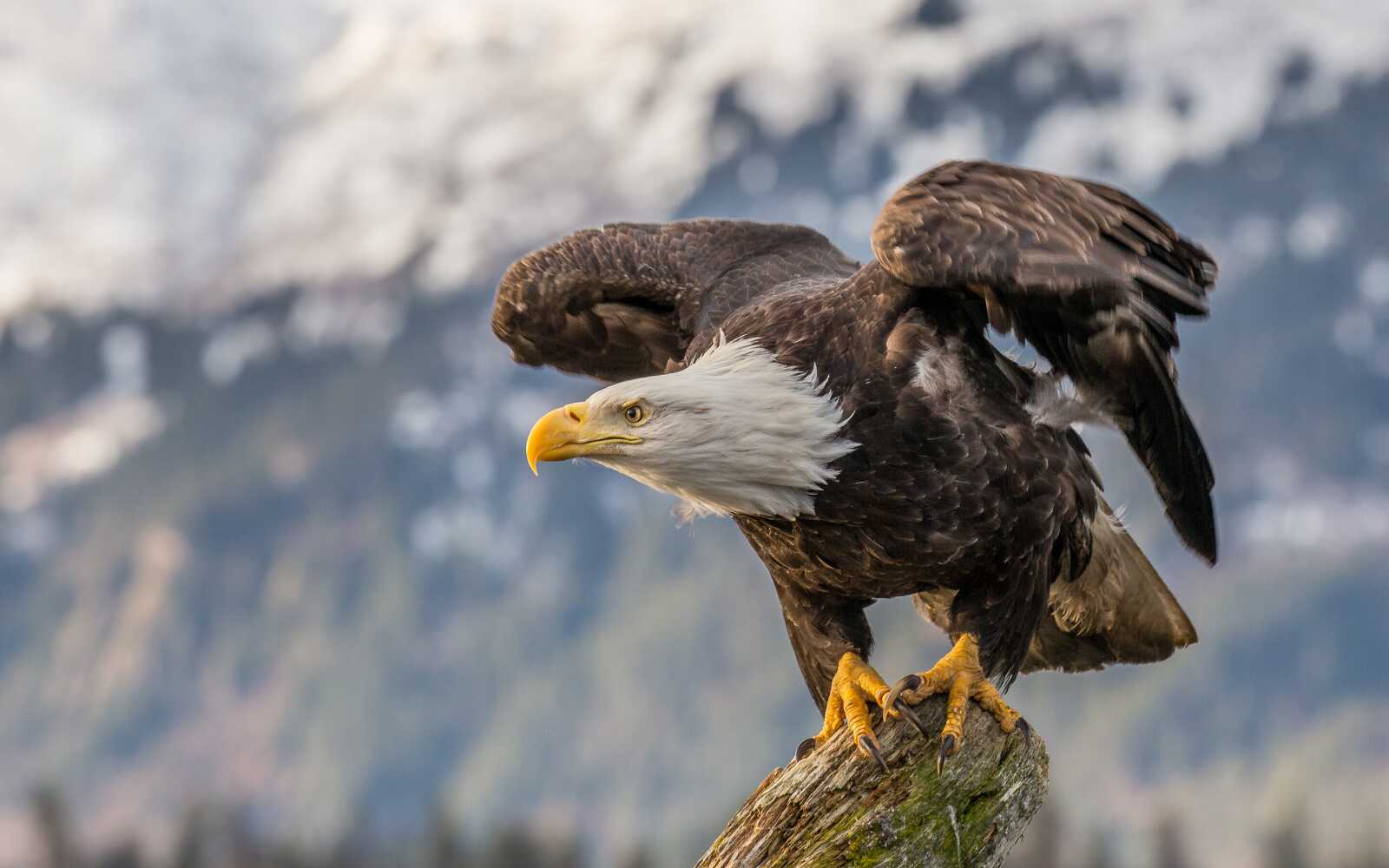 Perched
