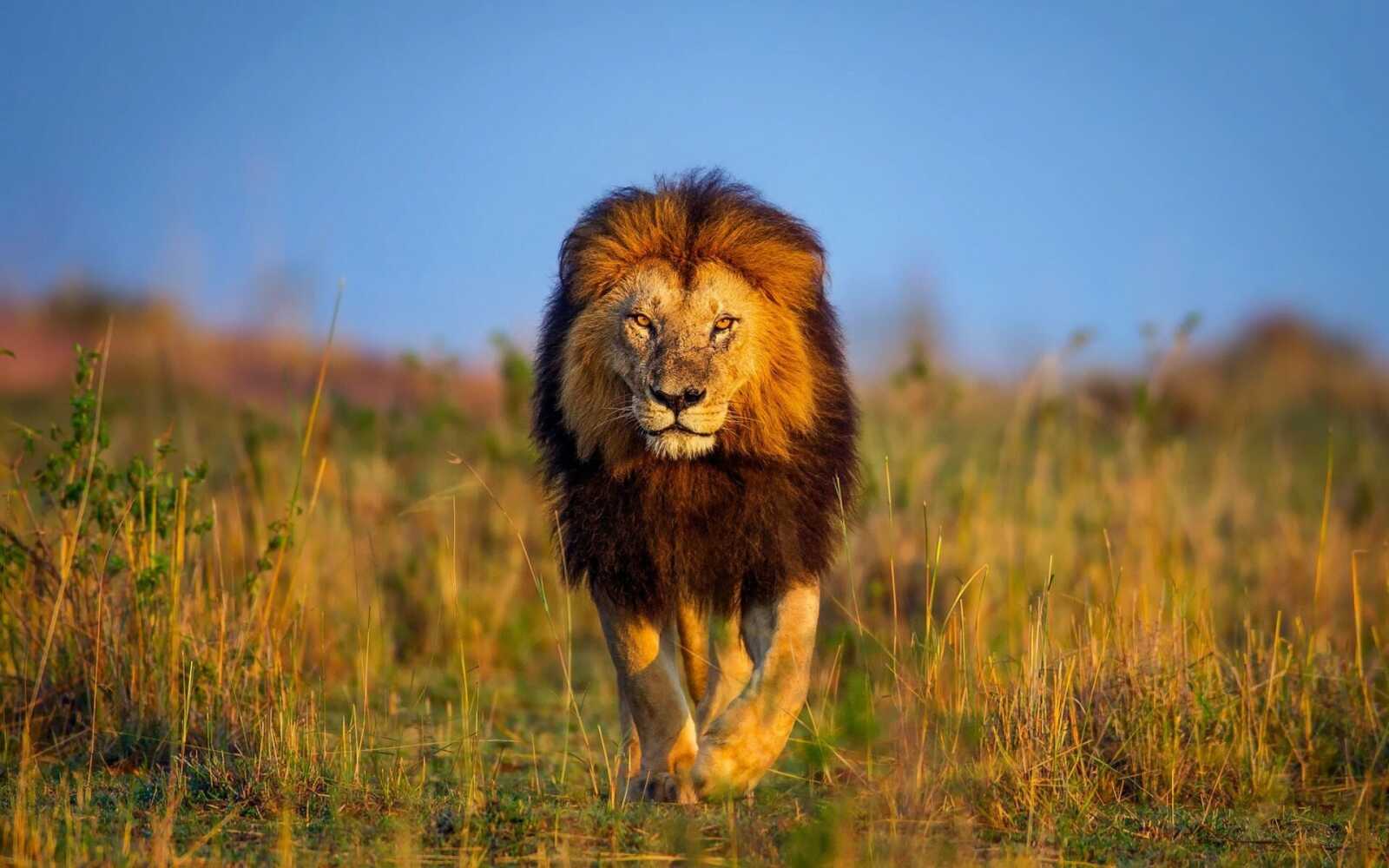 Male Lion Walking