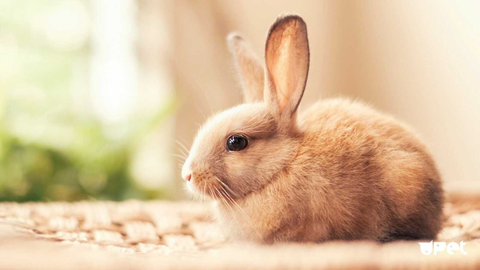 Rabbit Wallpapers (64 images) - WallpaperCat