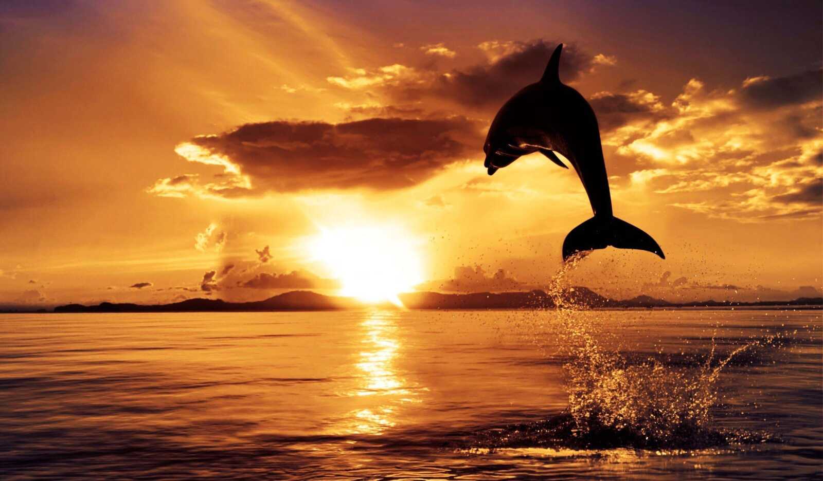 Leaping Dolphin Silhouette