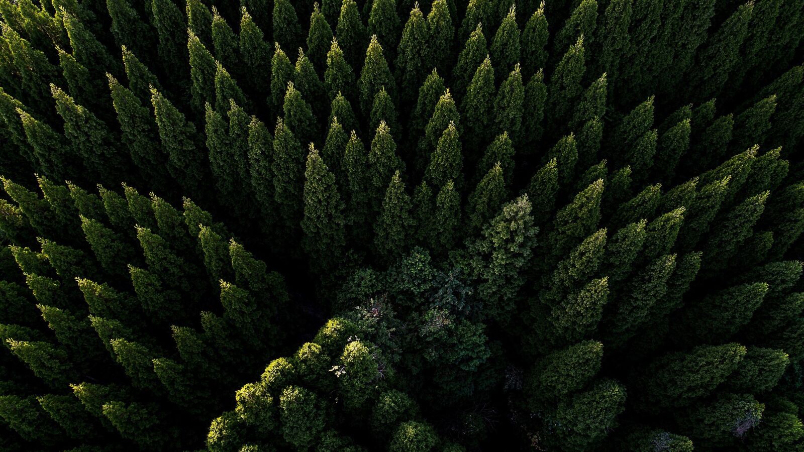 Coniferous Forest