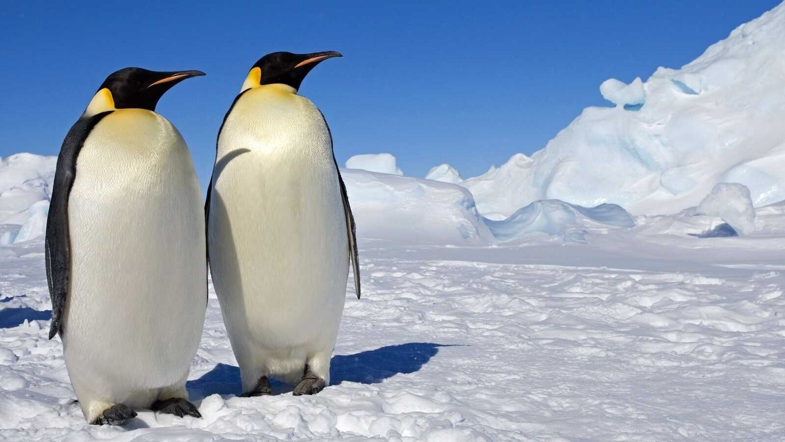 Pengu Backrounds Penguin Wallpapers (111 images) - WallpaperCat