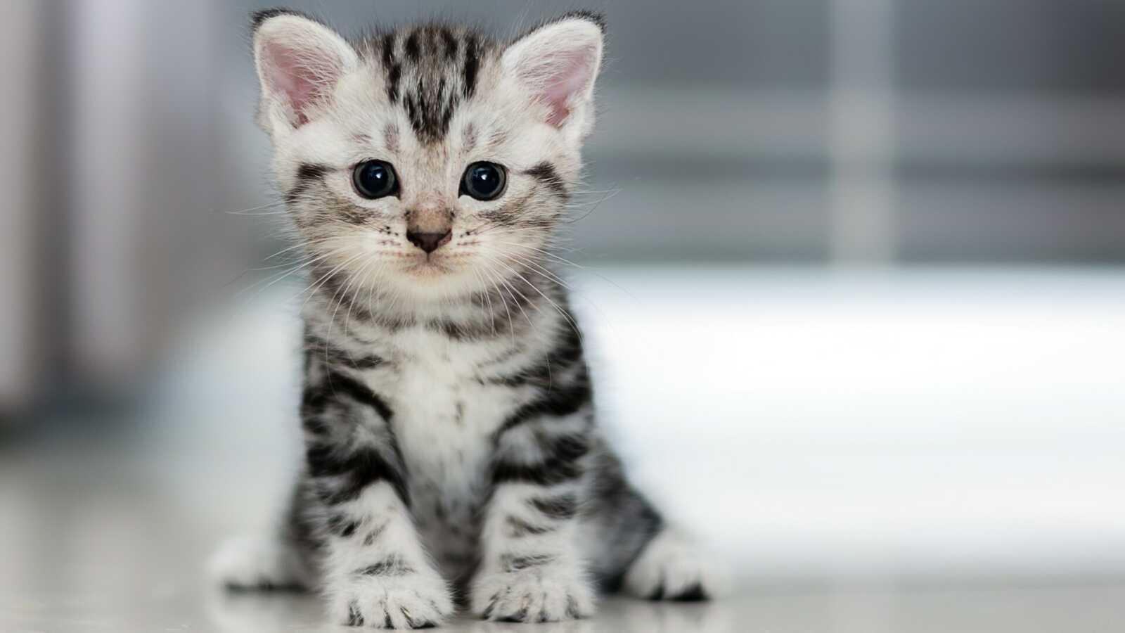 American Shorthair Kitten