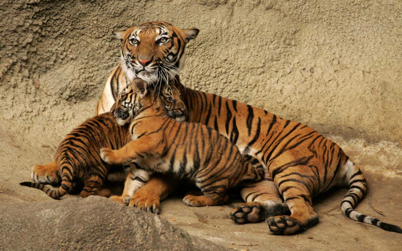 Tiger Cub Stack Tiger Cub Wallpapers (38 images) - WallpaperCat