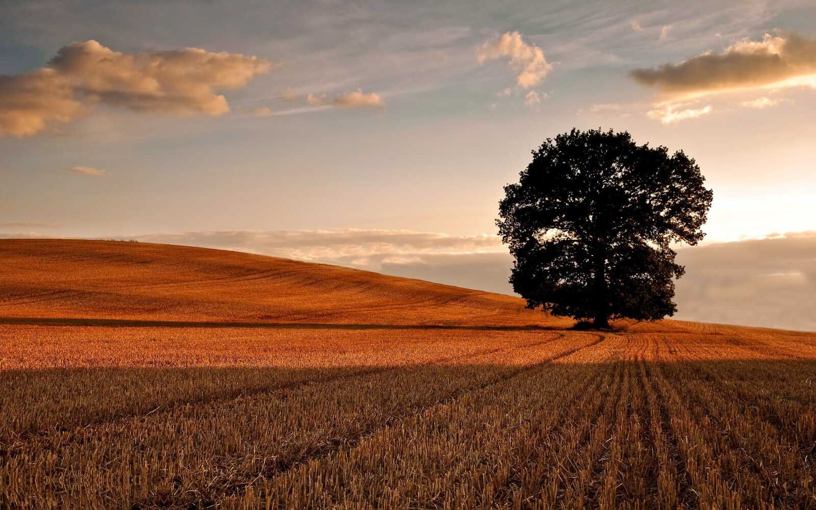 Oak Tree Wallpapers (58 images) - WallpaperCat