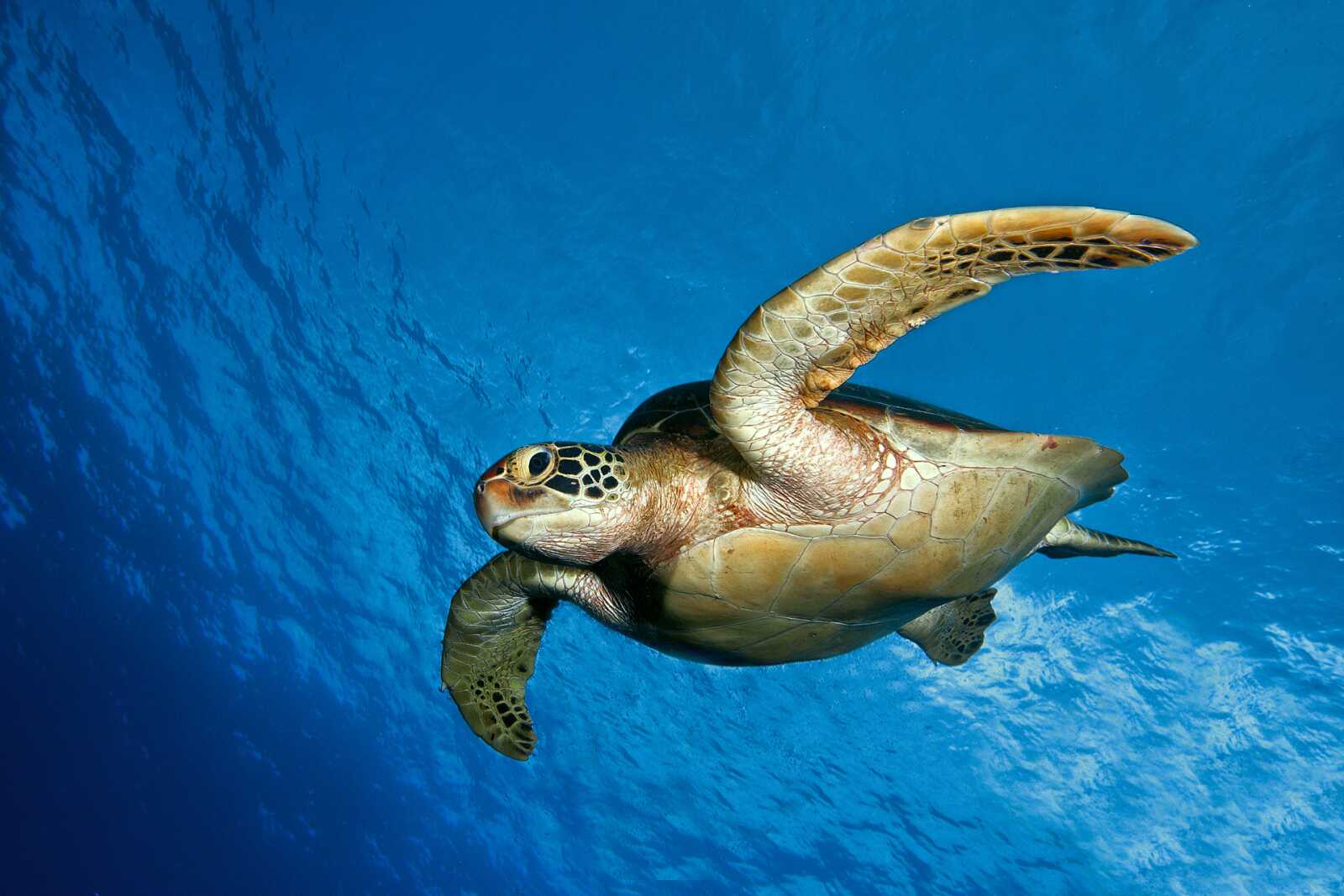 Sea Turtle Wallpapers (60 images) - WallpaperCat