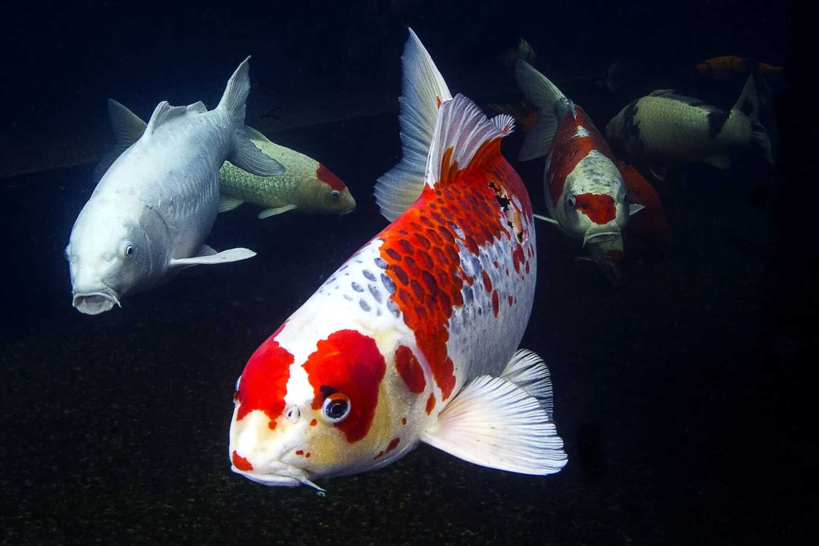 Koi Wallpapers (26 images) - WallpaperCat