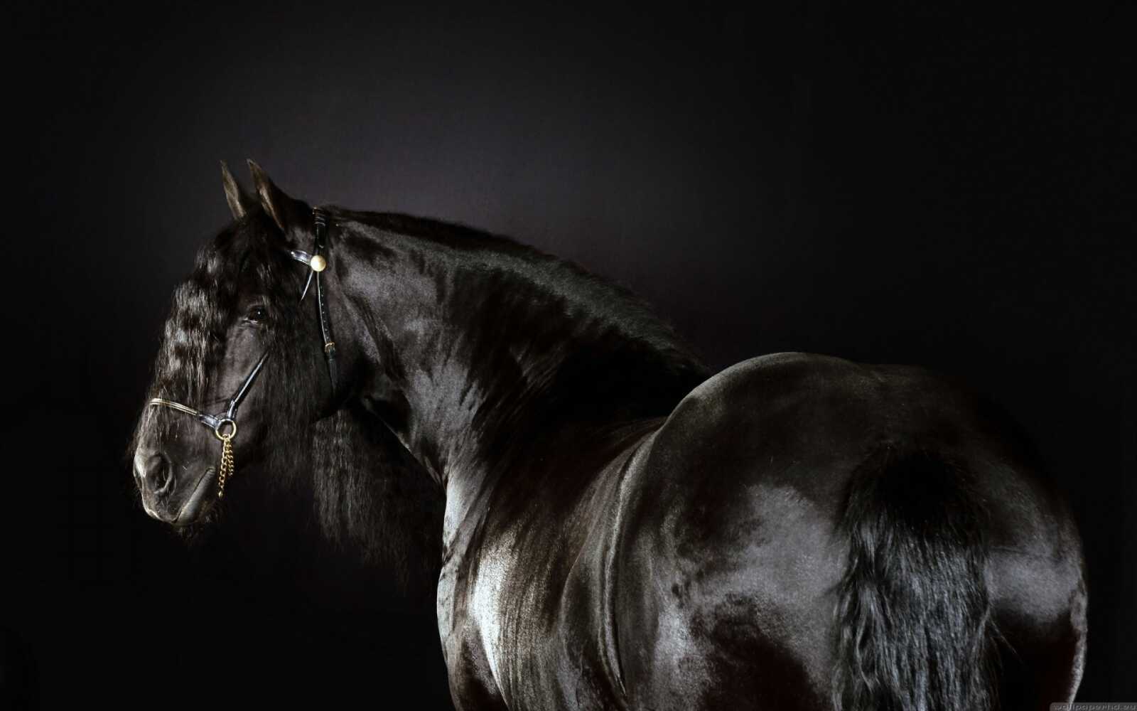 Black Friesian Horse