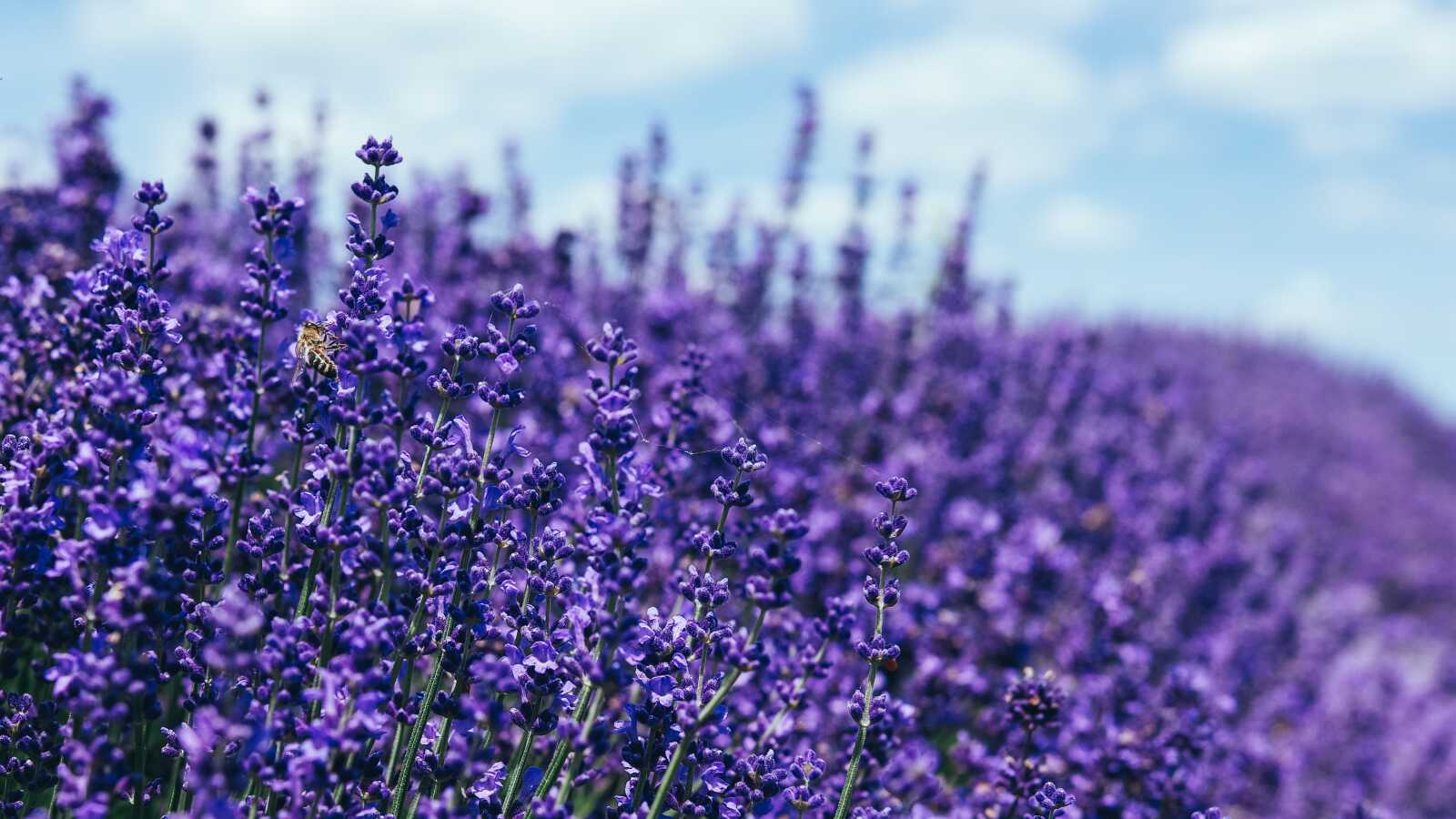 Lavender Wallpapers (97 images) - WallpaperCat
